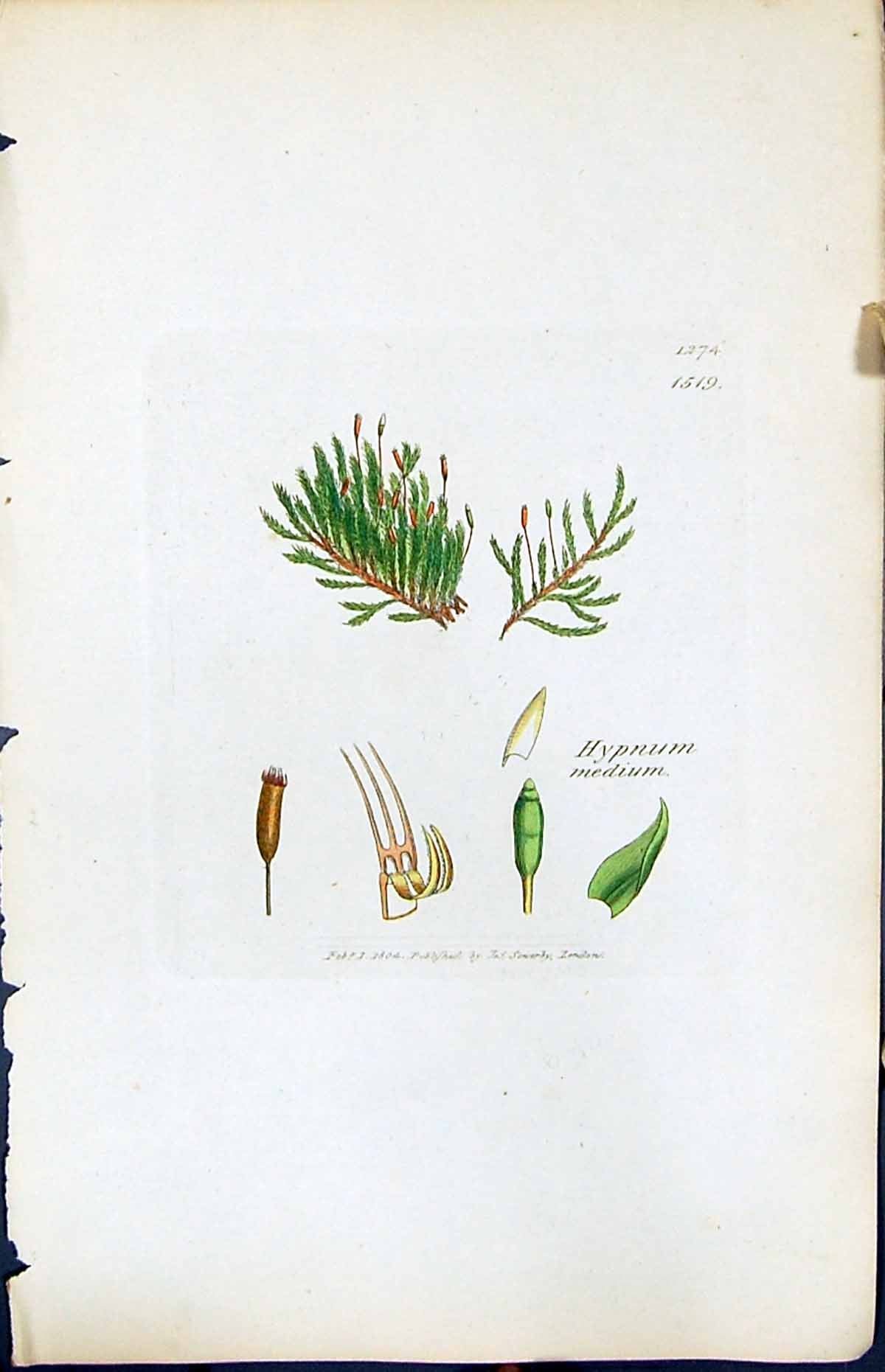 Antique Print Hypnum Medium British Plants Botany 1847 Sowerby Smith Colour