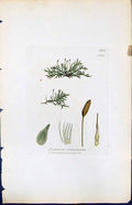 Antique Old Print Hypnum Inundatum British Plants Botany 1847 Sowerby Smith