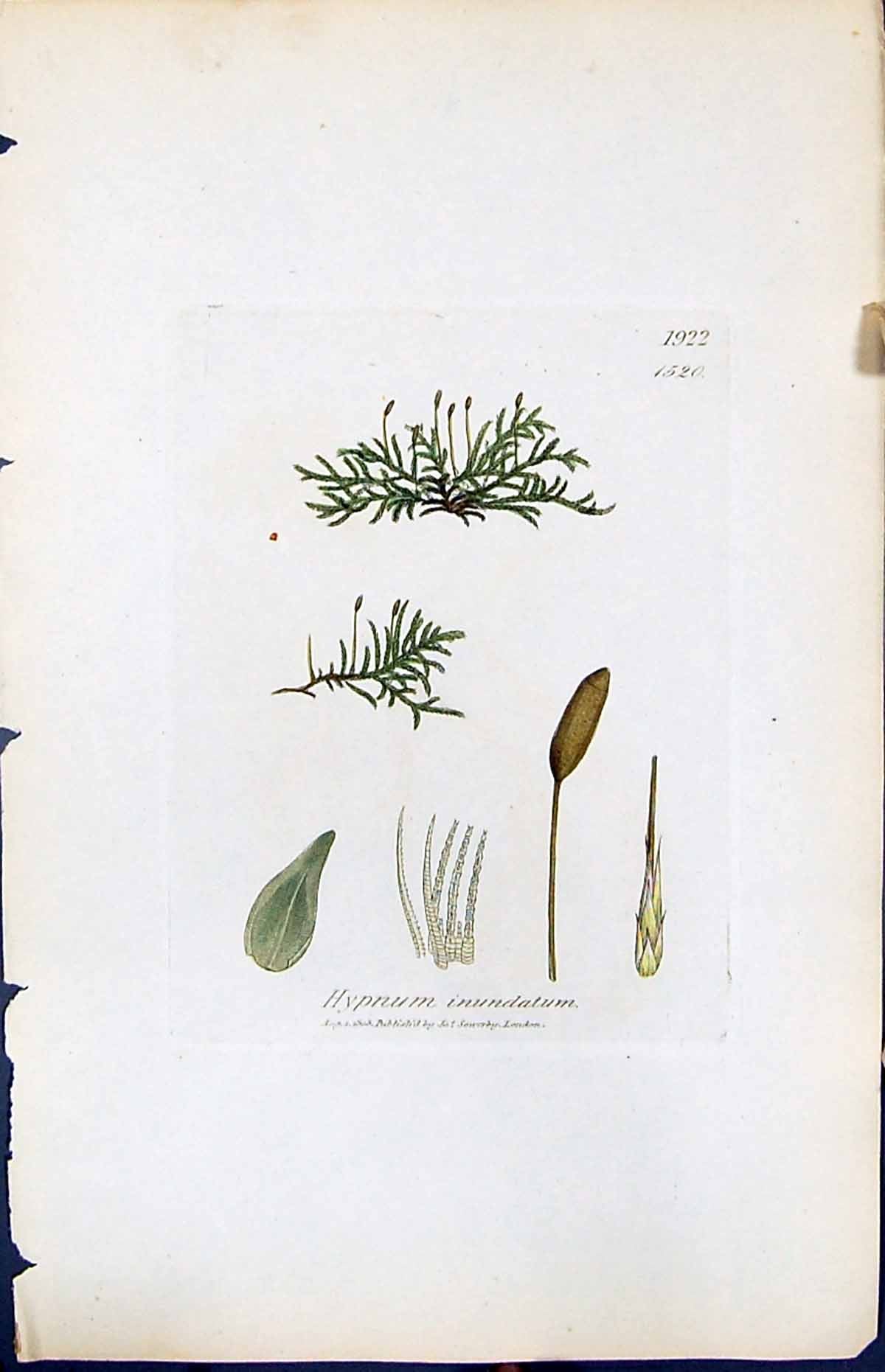 Antique Old Print Hypnum Inundatum British Plants Botany 1847 Sowerby Smith