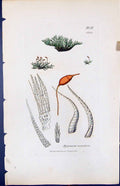 Antique Old Print Hypnum Tenellum British Plants Botany 1847 Sowerby Smith 19th