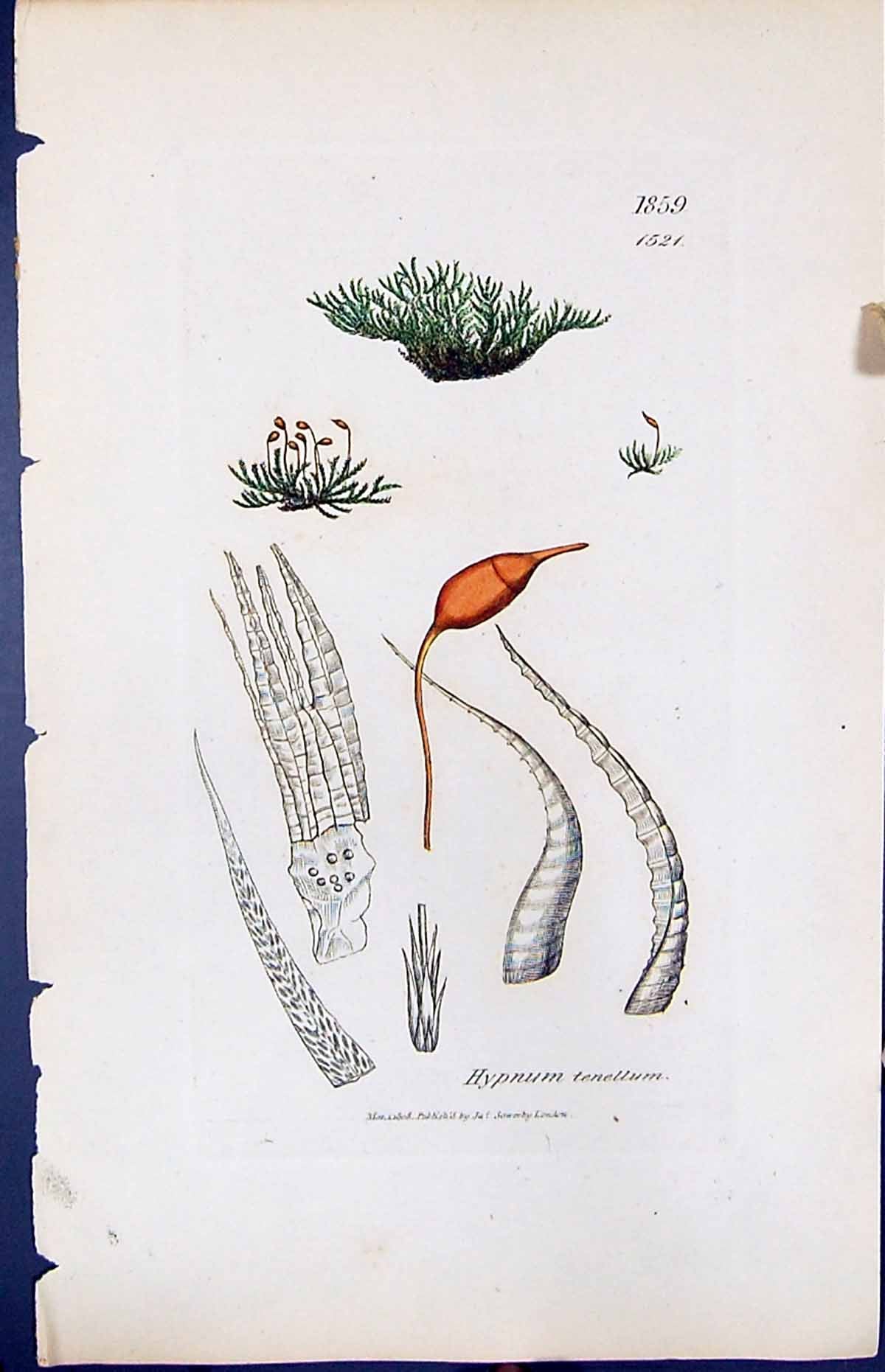 Antique Old Print Hypnum Tenellum British Plants Botany 1847 Sowerby Smith 19th