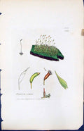 Old Print Hypnum Serpens British Plants Botany 1847 Sowerby Smith Colour 19th