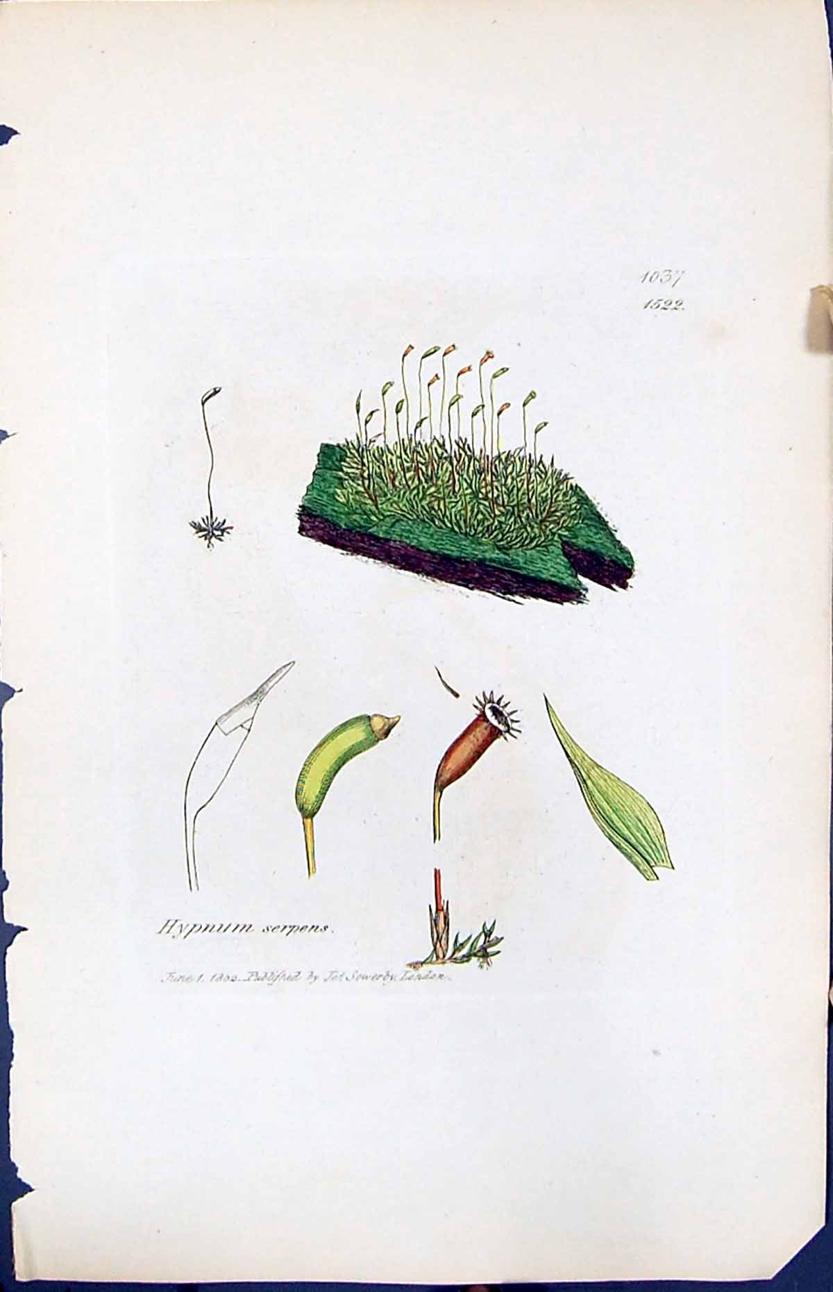 Old Print Hypnum Serpens British Plants Botany 1847 Sowerby Smith Colour 19th