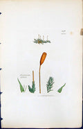 Old Print Hypnum Subtile British Plants Botany 1847 Sowerby Smith Colour 19th