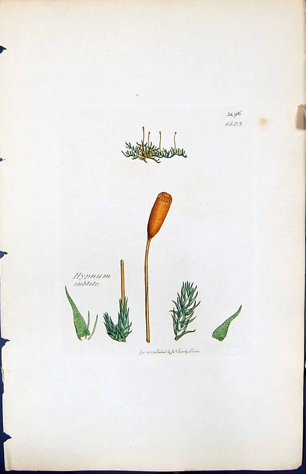 Old Print Hypnum Subtile British Plants Botany 1847 Sowerby Smith Colour 19th