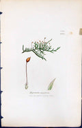 Antique Old Print Hypnum Populcum British Plants Botany 1847 Sowerby Smith 19th