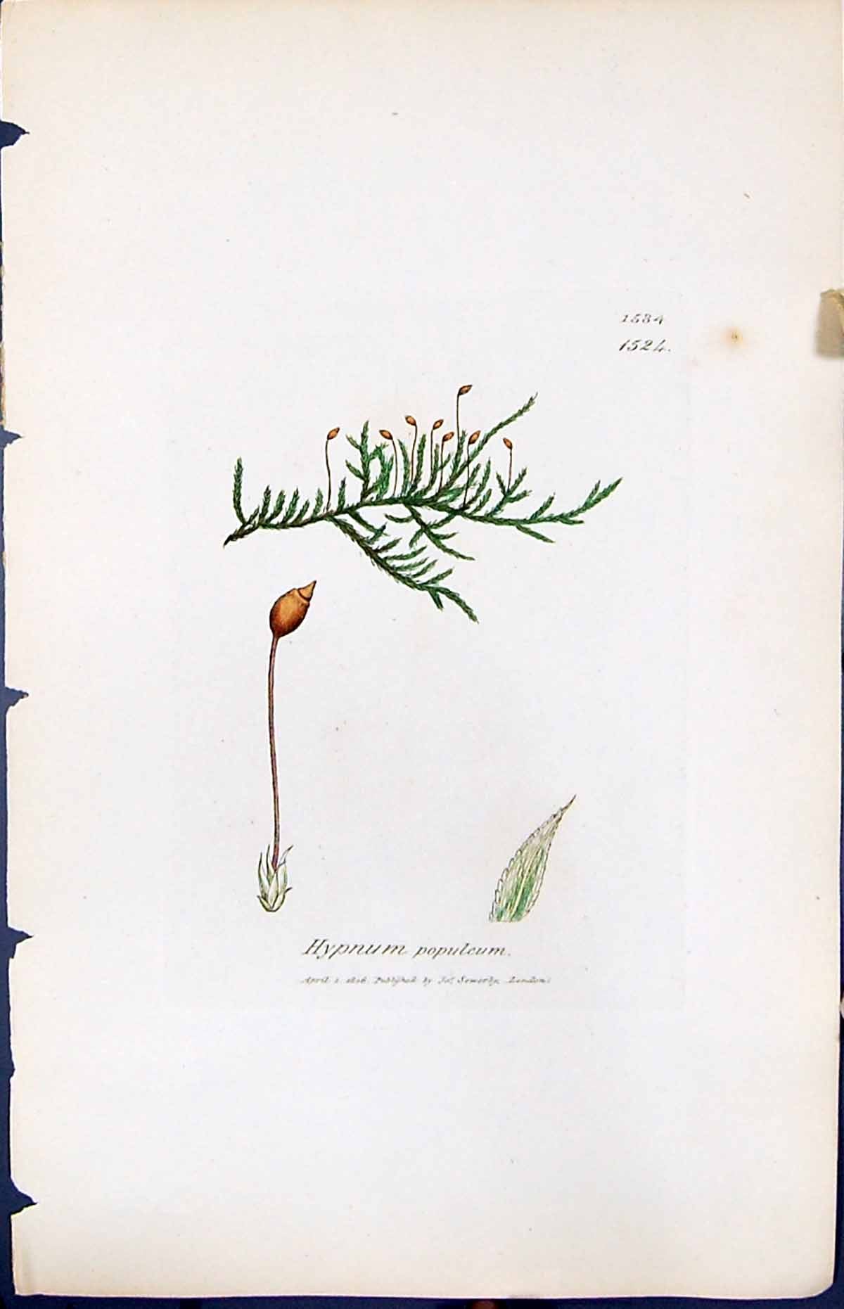 Antique Old Print Hypnum Populcum British Plants Botany 1847 Sowerby Smith 19th