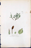 Antique Print British Plants Botany 1847 Sowerby Smith Colour Hypnum Molle 19th
