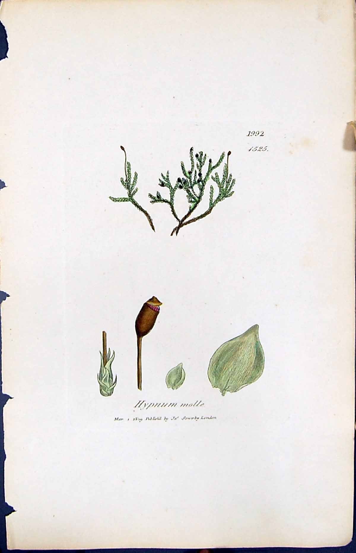 Antique Print British Plants Botany 1847 Sowerby Smith Colour Hypnum Molle 19th