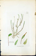Antique Old Print Hypnum Stramineum British Plants Botany 1847 Sowerby Smith