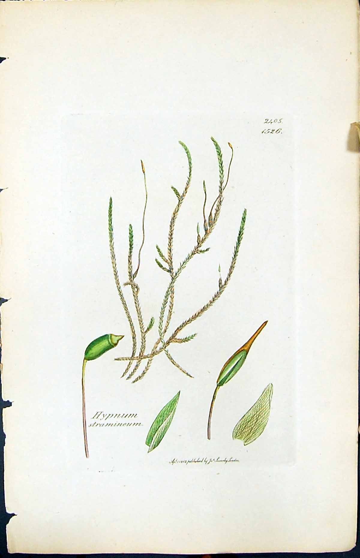Antique Old Print Hypnum Stramineum British Plants Botany 1847 Sowerby Smith