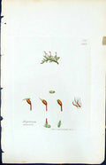 Antique Print Hypnum Murale British Plants Botany 1847 Sowerby Smith Colour