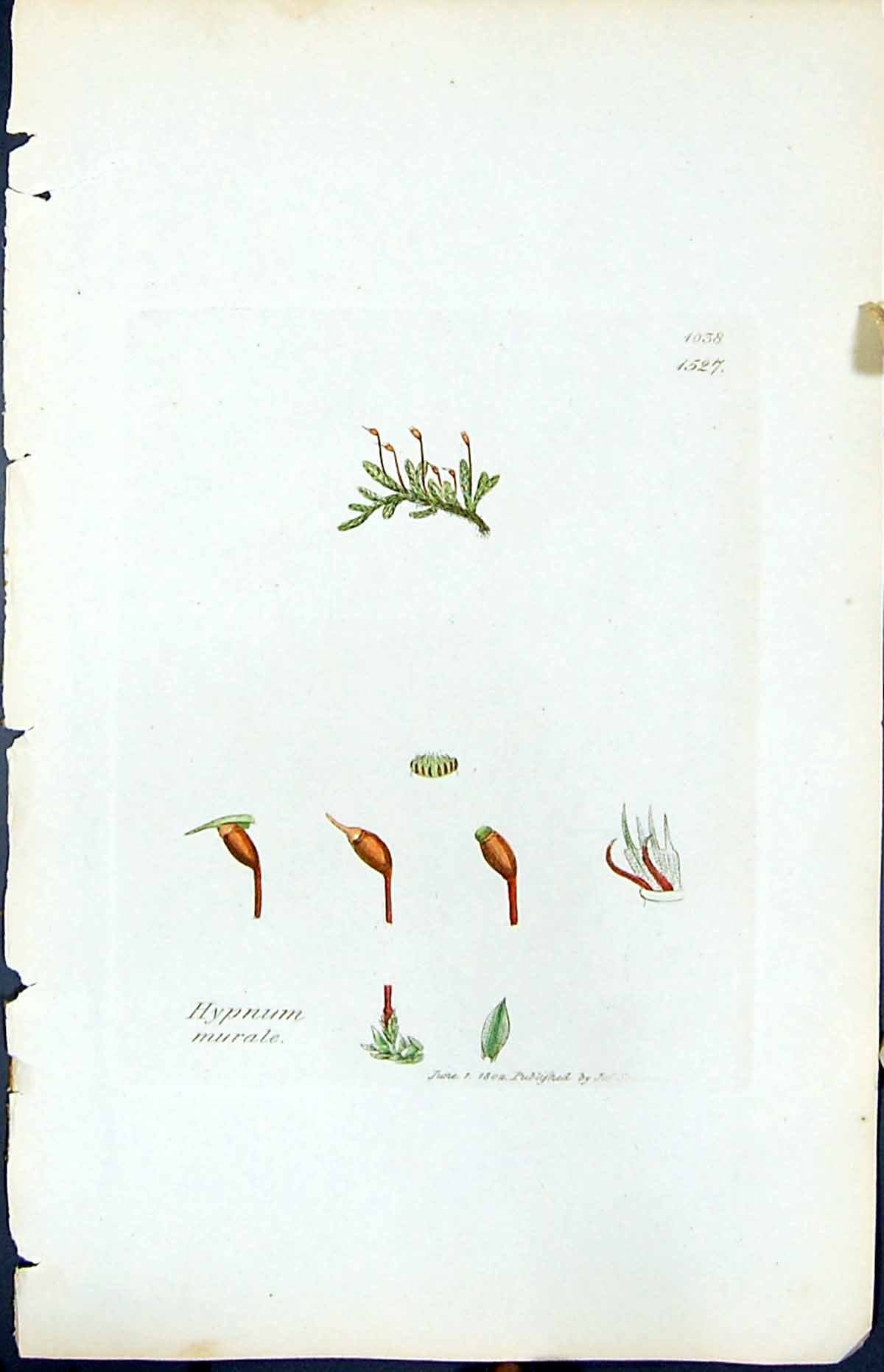 Antique Print Hypnum Murale British Plants Botany 1847 Sowerby Smith Colour