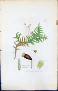 Antique Print Hypnum Purum British Plants Botany 1847 Sowerby Smith Colour 19th