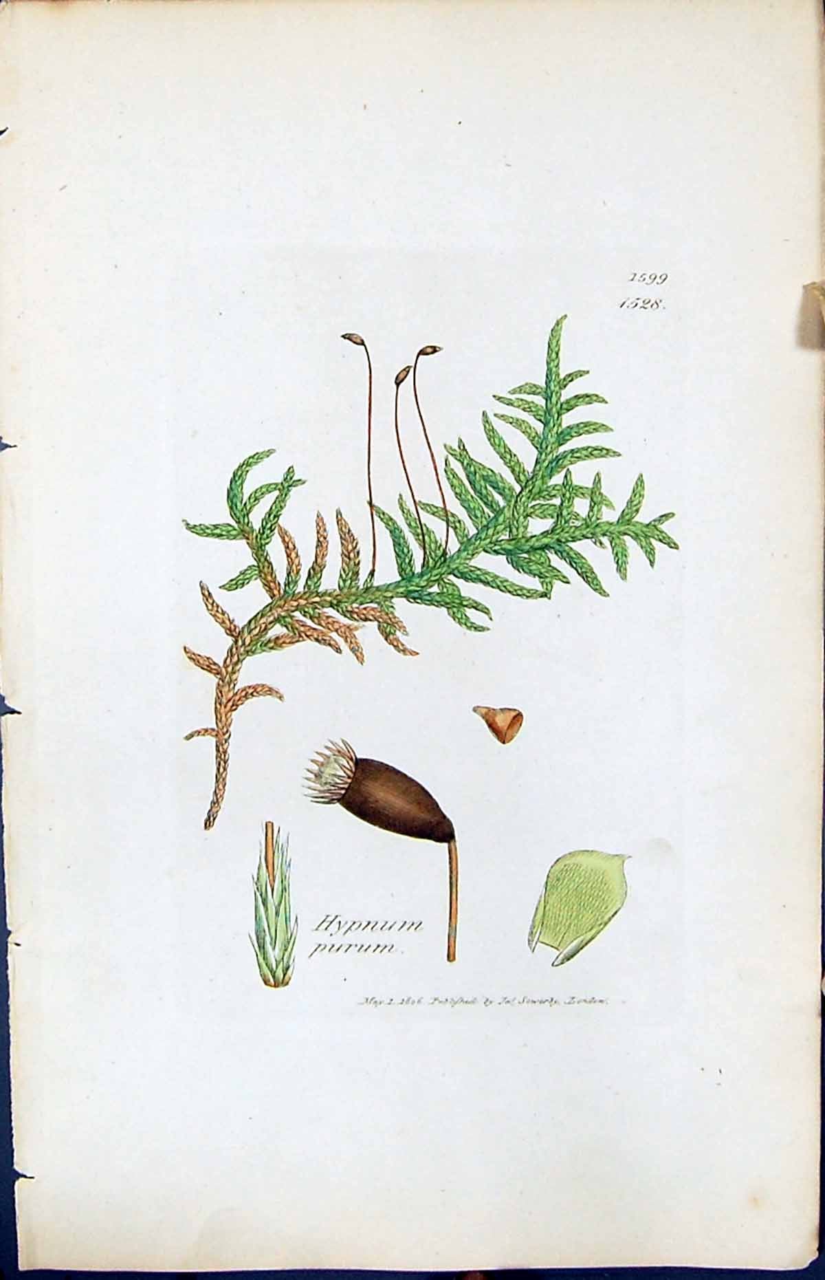 Antique Print Hypnum Purum British Plants Botany 1847 Sowerby Smith Colour 19th