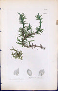 Antique Old Print Hypnum Illecebrum British Plants Botany 1847 Sowerby Smith