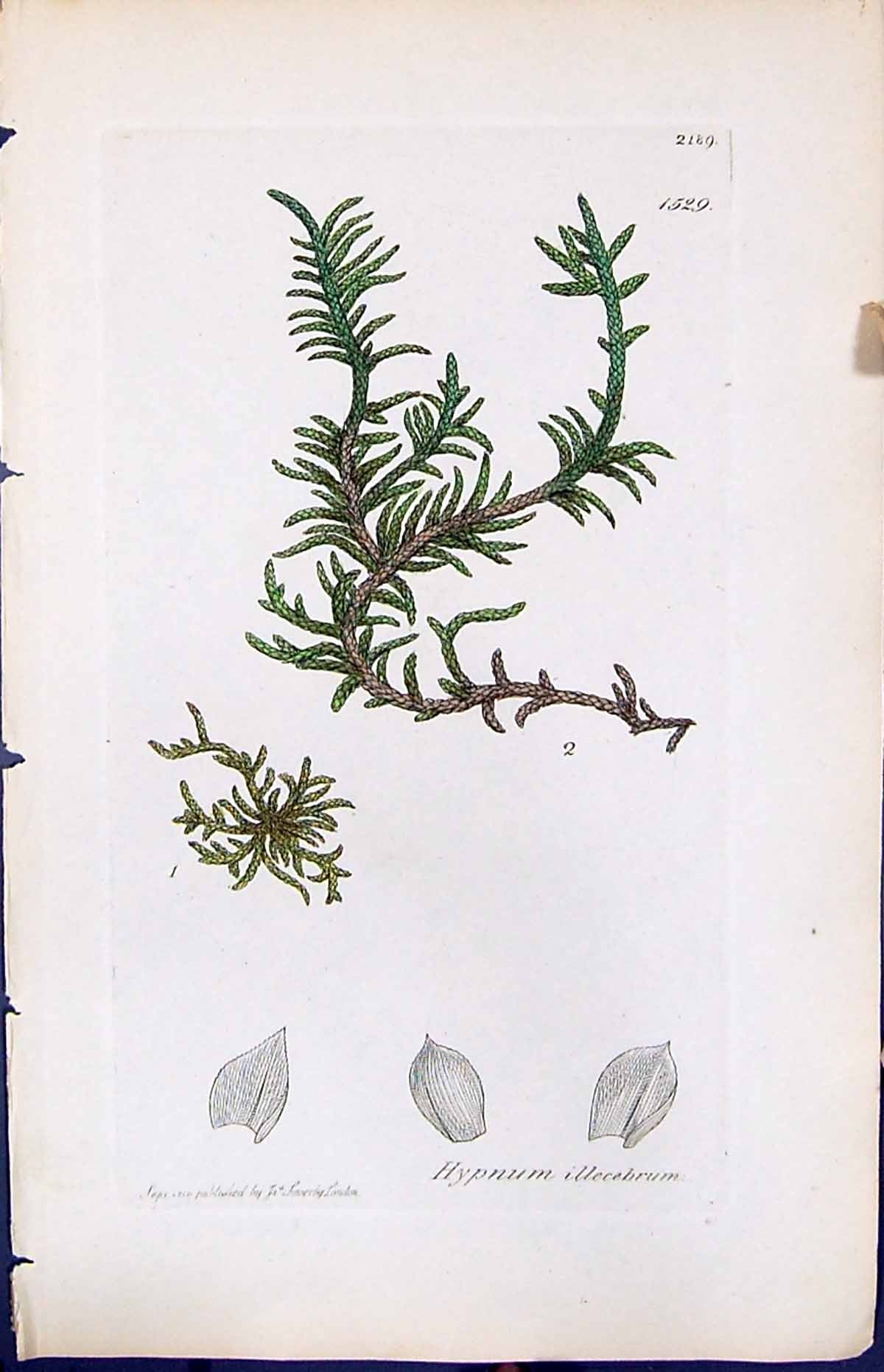 Antique Old Print Hypnum Illecebrum British Plants Botany 1847 Sowerby Smith