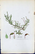 Antique Old Print Hypnum Piliferum British Plants Botany 1847 Sowerby Smith