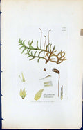 Antique Old Print Hypnum Schreberi British Plants Botany 1847 Sowerby Smith
