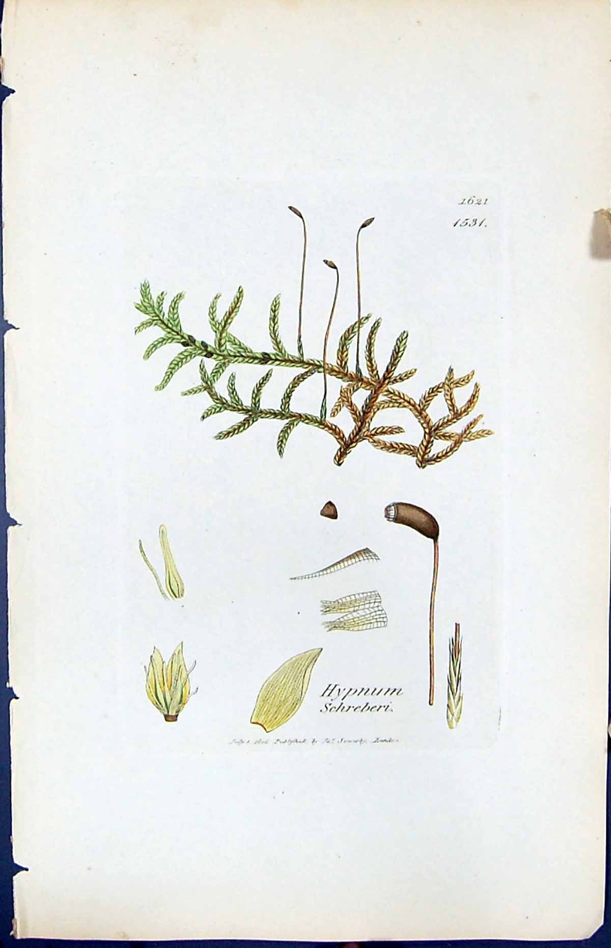 Antique Old Print Hypnum Schreberi British Plants Botany 1847 Sowerby Smith