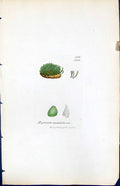 Antique Print Orthotrichum Affine British Plants Botany 1847 Sowerby Smith 19th