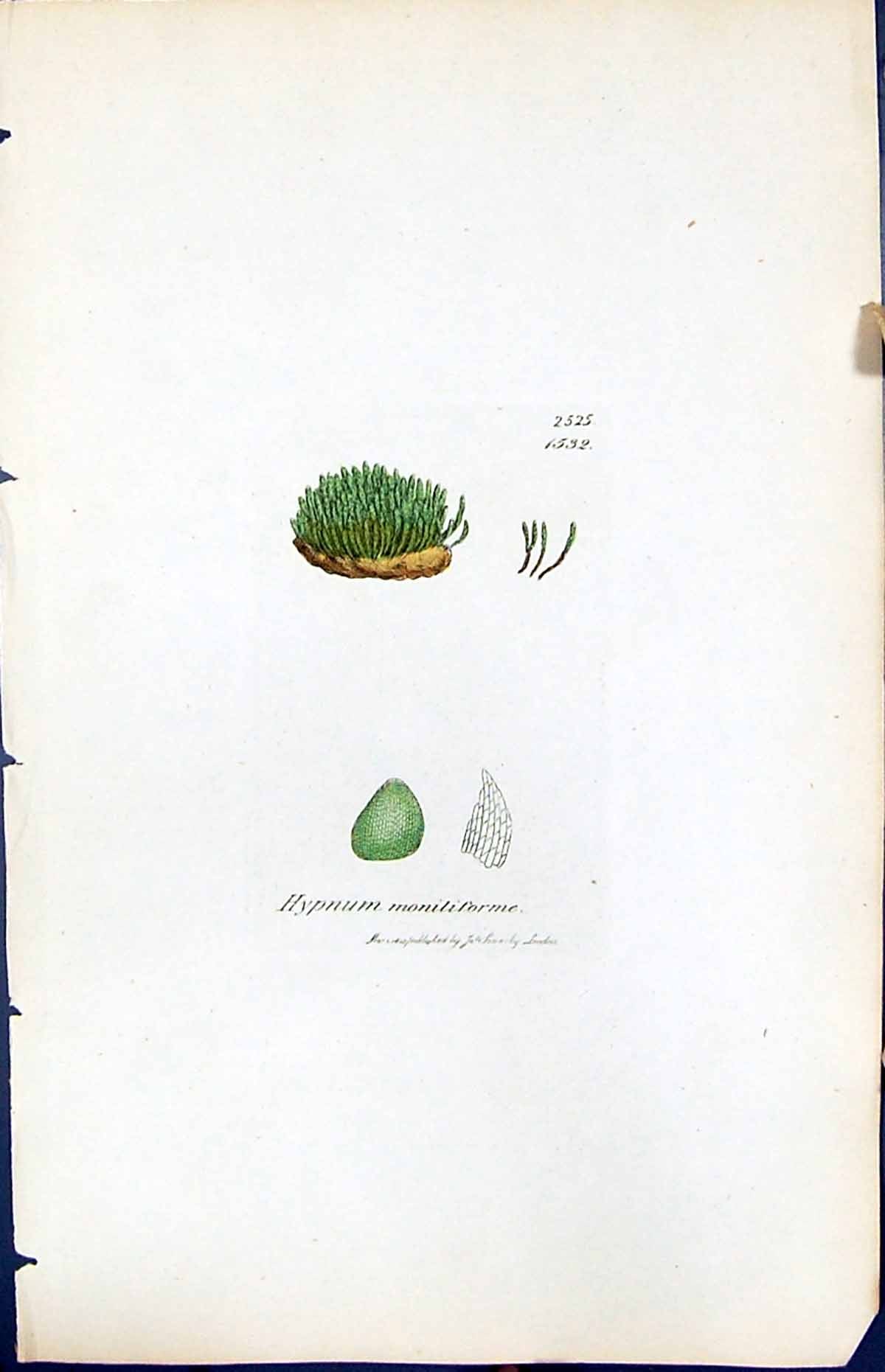 Antique Print Orthotrichum Affine British Plants Botany 1847 Sowerby Smith 19th