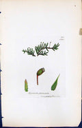 Antique Old Print Hypnum Plumosum British Plants Botany 1847 Sowerby Smith 19th