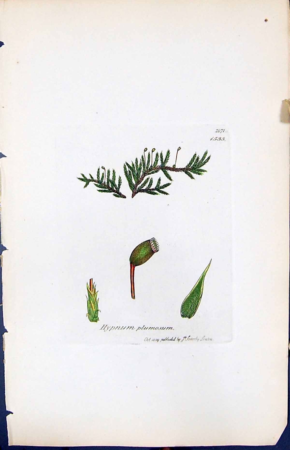 Antique Old Print Hypnum Plumosum British Plants Botany 1847 Sowerby Smith 19th