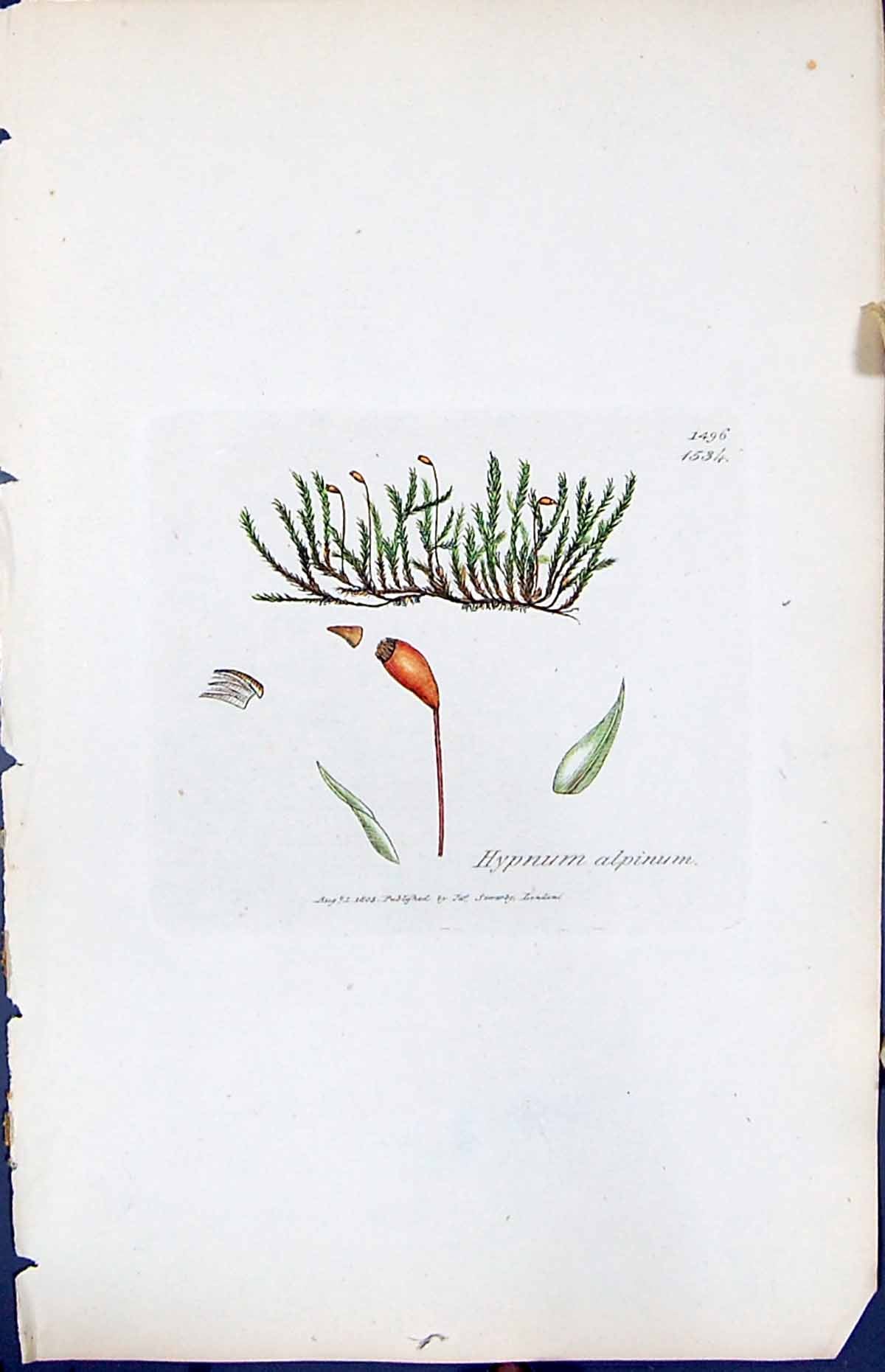 Old Print Hypnum Alpinum British Plants Botany 1847 Sowerby Smith Colour 19th