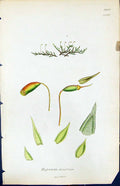Antique Old Print Hypnum Demissum British Plants Botany 1847 Sowerby Smith 19th