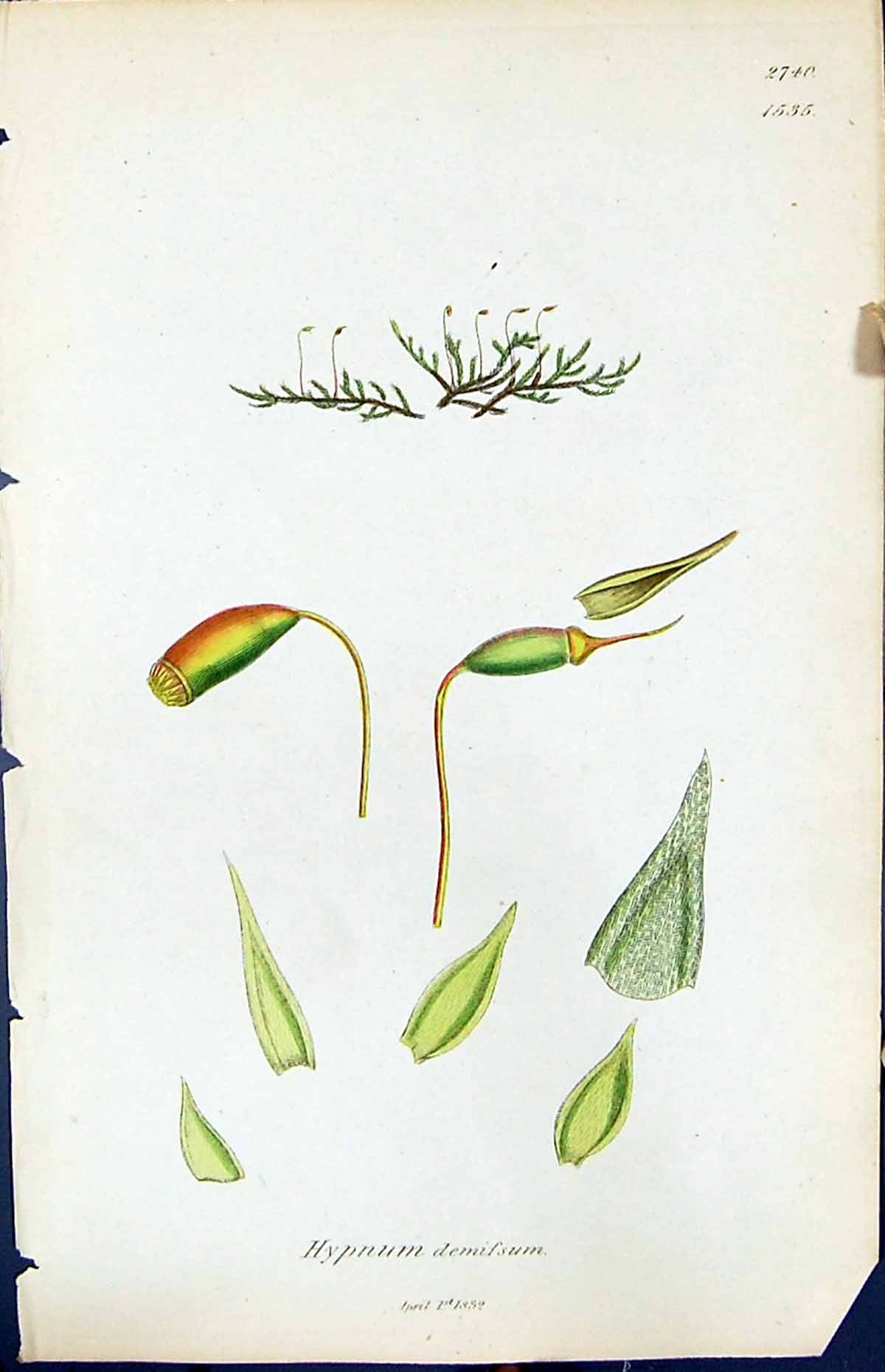 Antique Old Print Hypnum Demissum British Plants Botany 1847 Sowerby Smith 19th