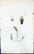 Antique Old Print Hypnum Pulchellum British Plants Botany 1847 Sowerby Smith
