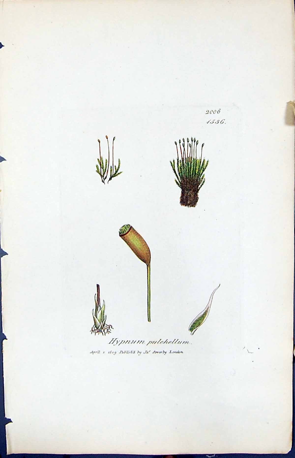 Antique Old Print Hypnum Pulchellum British Plants Botany 1847 Sowerby Smith