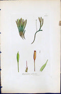 Antique Old Print Hypnum Refescens British Plants Botany 1847 Sowerby Smith