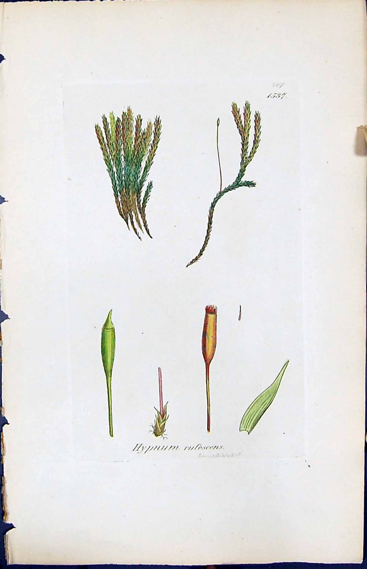 Antique Old Print Hypnum Refescens British Plants Botany 1847 Sowerby Smith