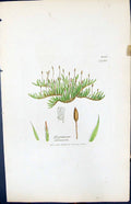 Antique Old Print Hypnum Sericeum British Plants Botany 1847 Sowerby Smith 19th