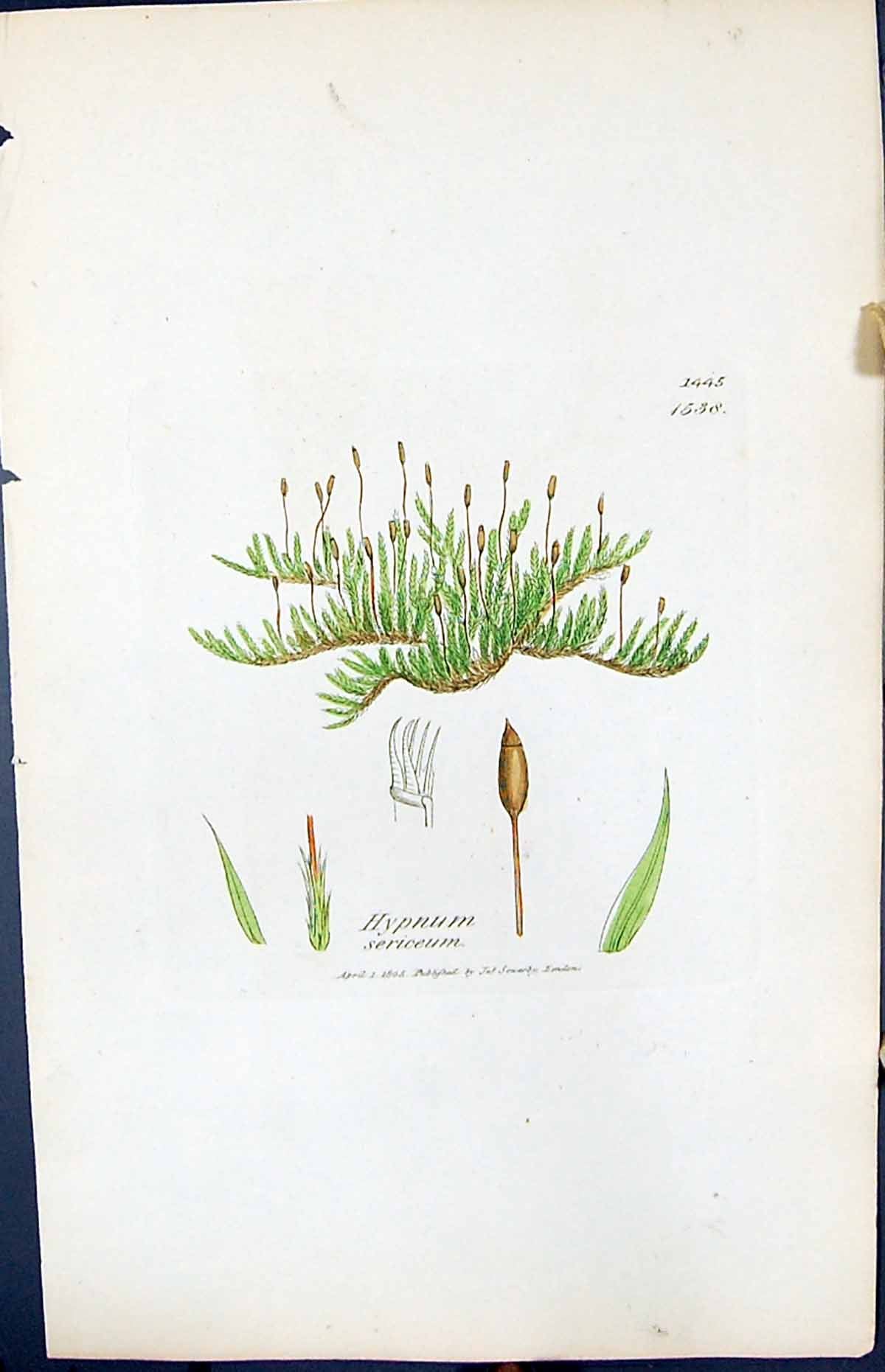 Antique Old Print Hypnum Sericeum British Plants Botany 1847 Sowerby Smith 19th