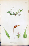 Antique Old Print Hypnum Salebrosum British Plants Botany 1847 Sowerby Smith