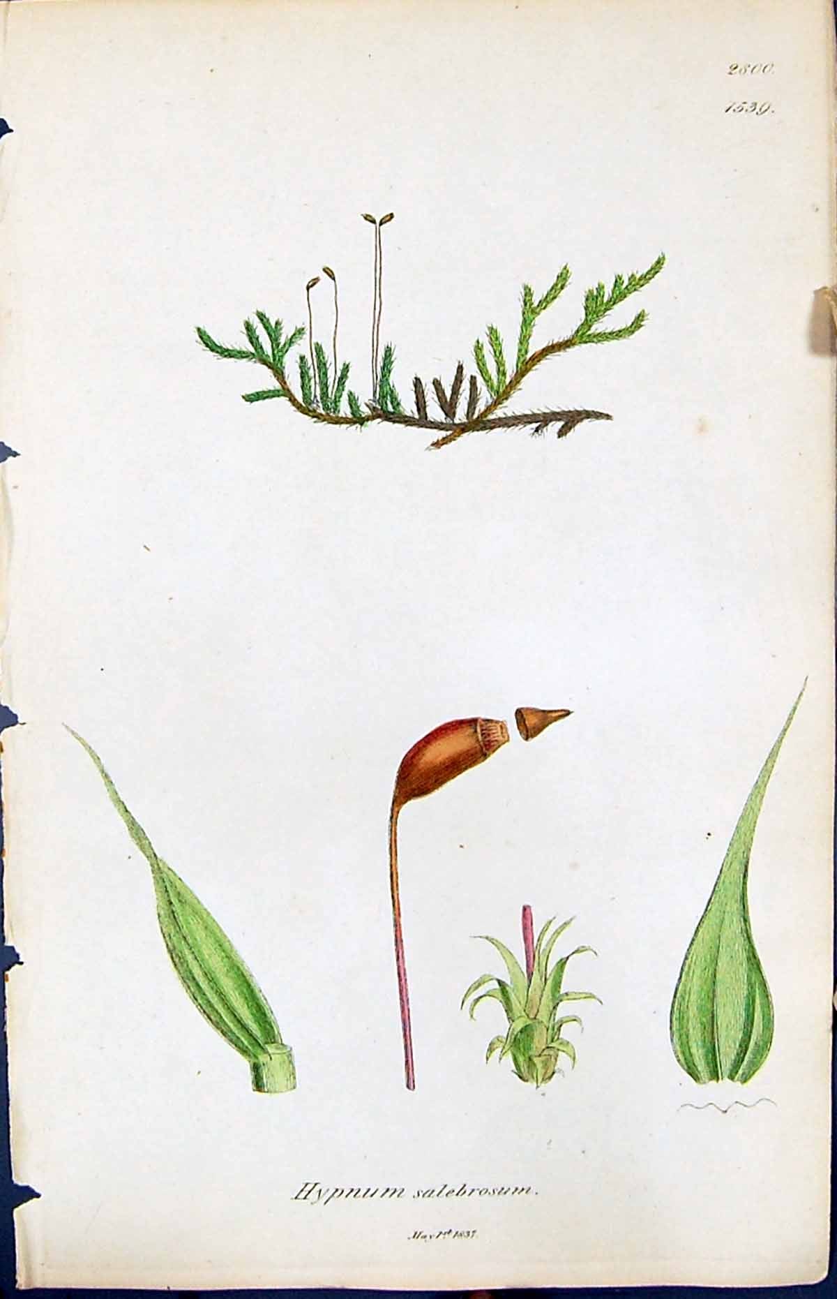 Antique Old Print Hypnum Salebrosum British Plants Botany 1847 Sowerby Smith