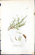 Antique Old Print Hypnum Lutescens British Plants Botany 1847 Sowerby Smith