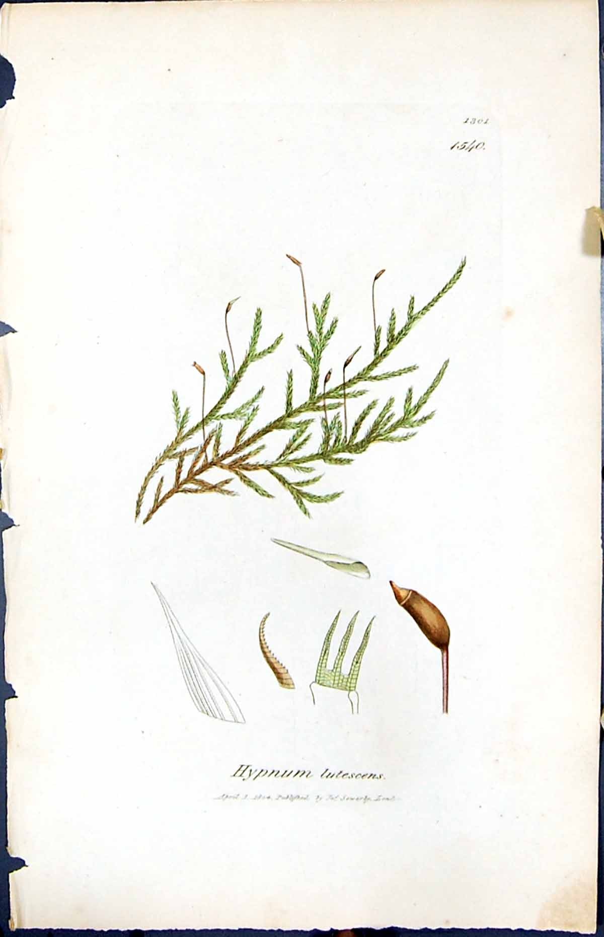 Antique Old Print Hypnum Lutescens British Plants Botany 1847 Sowerby Smith