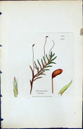 Antique Print Hypnum Nitens British Plants Botany 1847 Sowerby Smith Colour