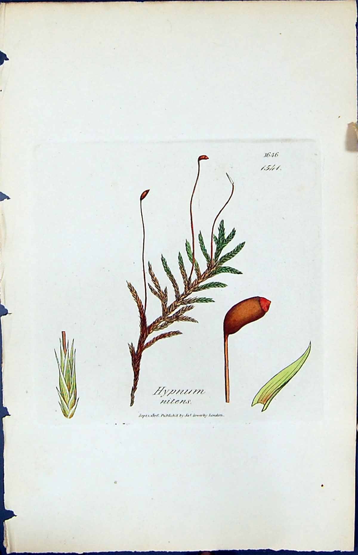 Antique Print Hypnum Nitens British Plants Botany 1847 Sowerby Smith Colour