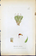 Antique Old Print Hypnum Albicans British Plants Botany 1847 Sowerby Smith 19th