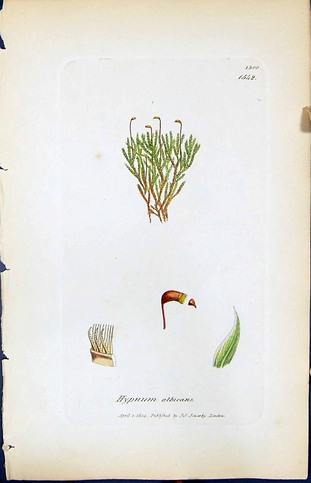 Antique Old Print Hypnum Albicans British Plants Botany 1847 Sowerby Smith 19th