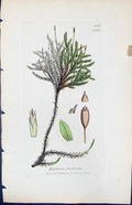 Antique Old Print Hypnum Dendroides British Plants Botany 1847 Sowerby Smith