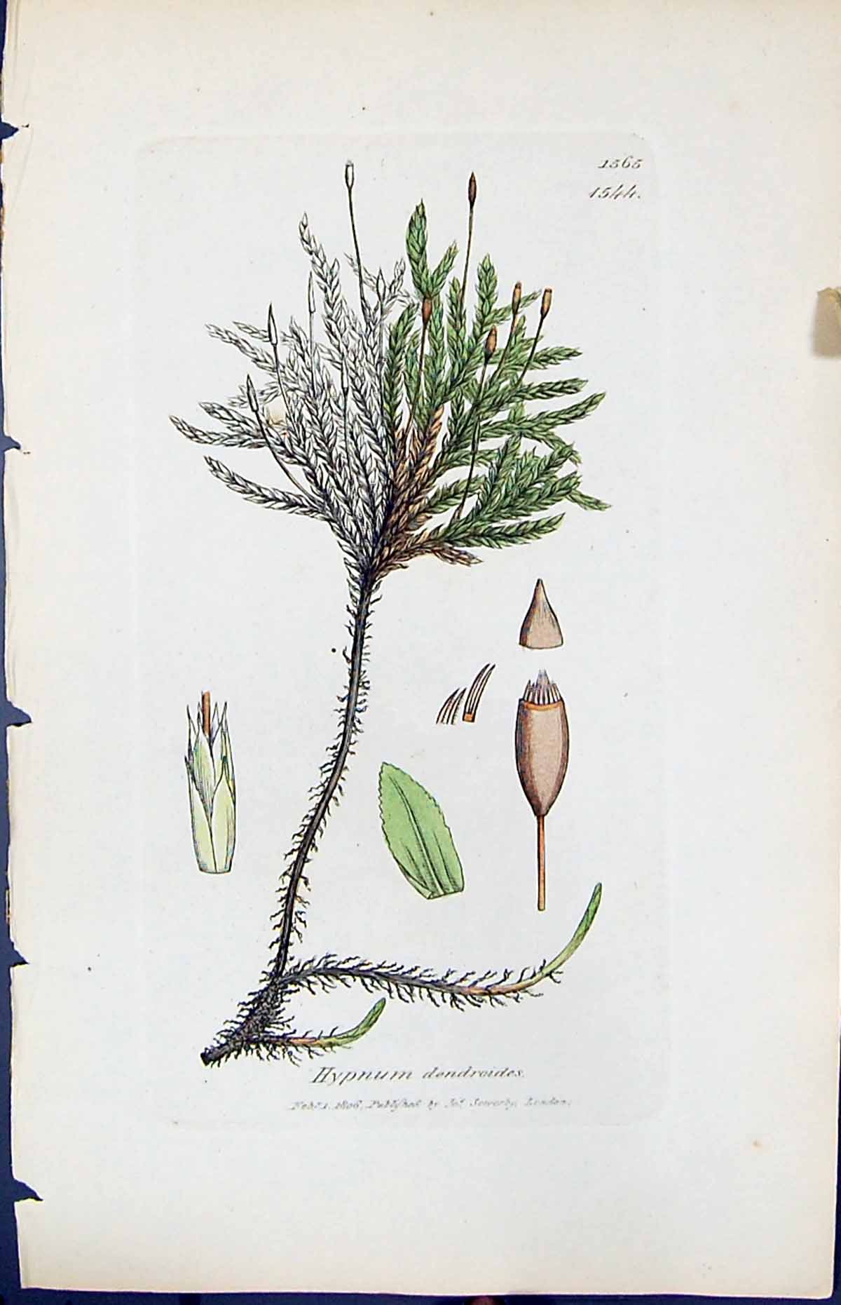 Antique Old Print Hypnum Dendroides British Plants Botany 1847 Sowerby Smith