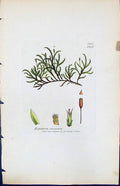 Antique Old Print Hypnum Curvatum British Plants Botany 1847 Sowerby Smith 19th