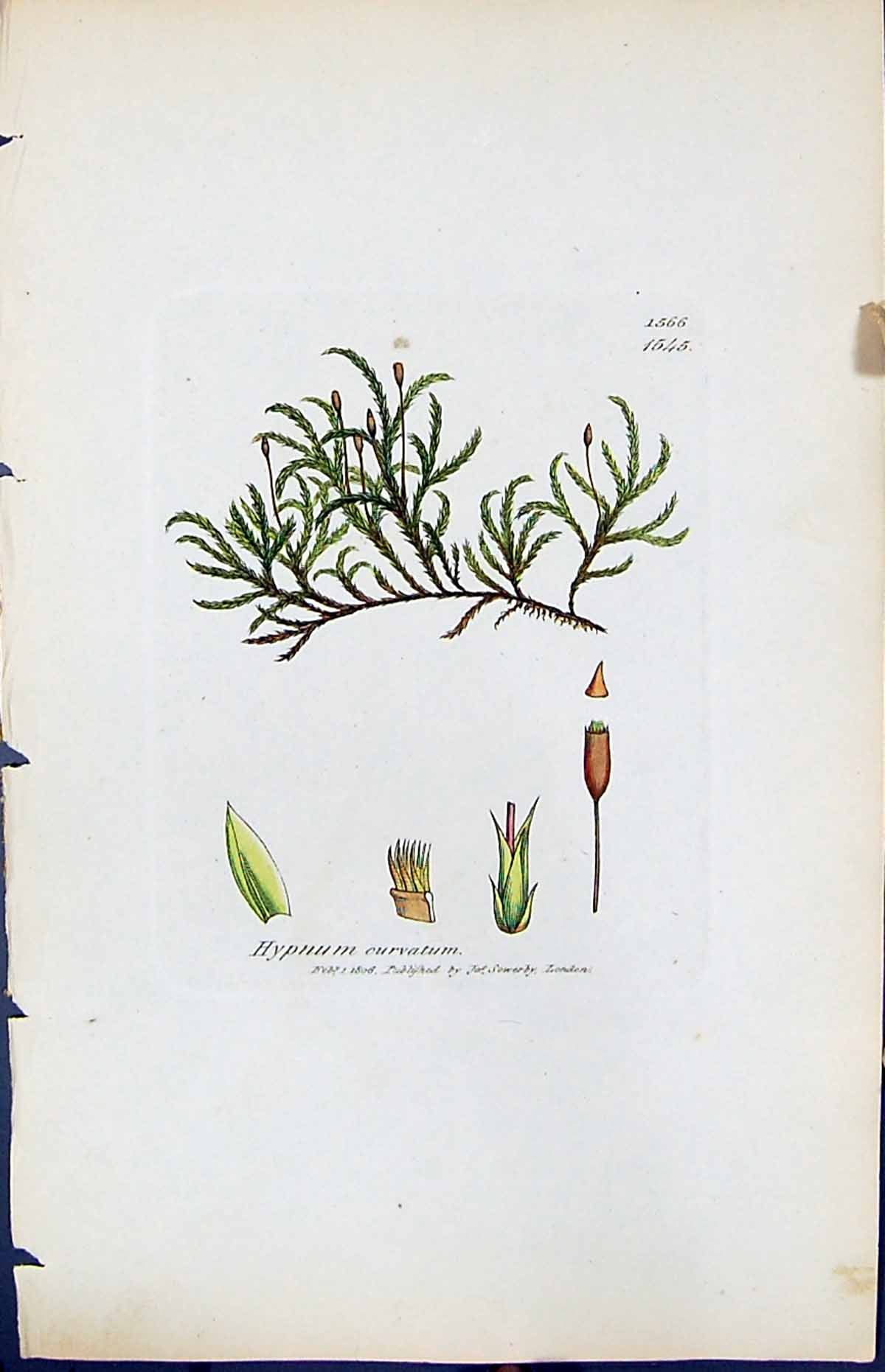 Antique Old Print Hypnum Curvatum British Plants Botany 1847 Sowerby Smith 19th