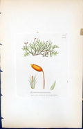 Antique Old Print Hypnum Myosuroides British Plants Botany 1847 Sowerby Smith